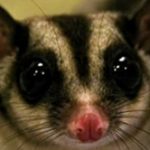 Sugar glider image and link